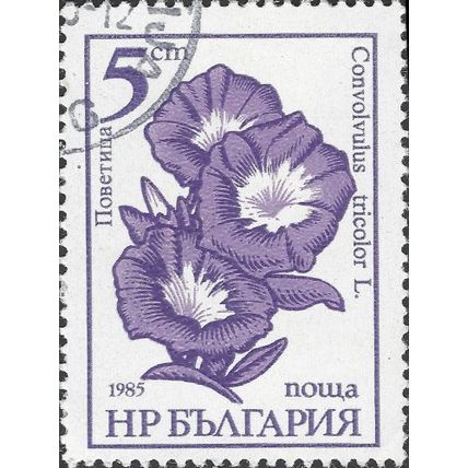 BULGARIA, FLOWER, Convolvulus tricolor, violet 1985, 5CT, #4