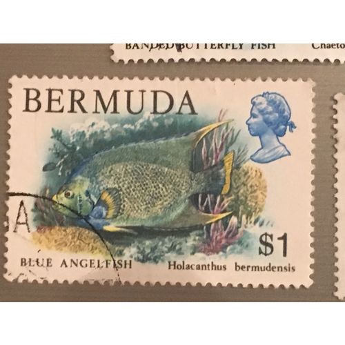 Bermuda QEII 1979 Wildlife $1 Blue Angelfish Used SG 400 Sc 376 postage stamp