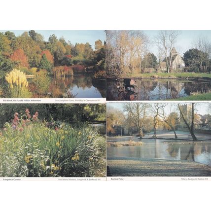 Long Sutton Buriton Harold Hillier Arboretum Pond 4x Rare Hampshire Postcard s