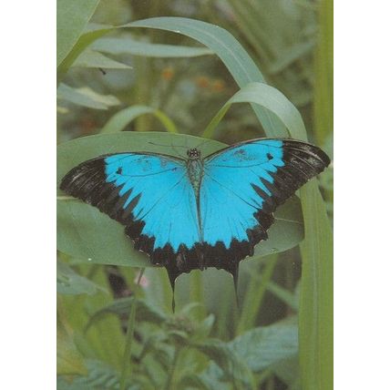 Blue Mountain Swallowdale Australian Butterfly Postcard