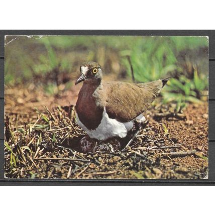 Kenya - Carte Postale REF 9