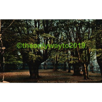 Beeches in Epping Forest, Essex, Rare Poor Hartmann Postcard 1909