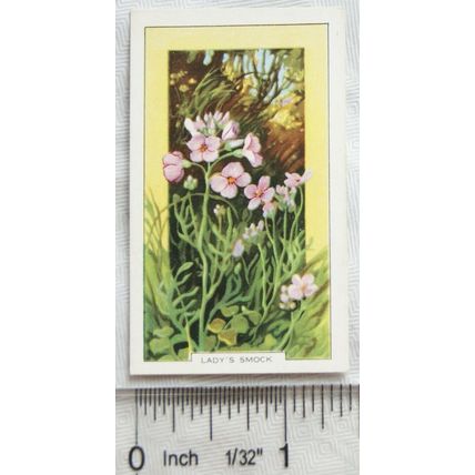 1939 Gallaher's Wild flowers No. 26 Lady's Smock