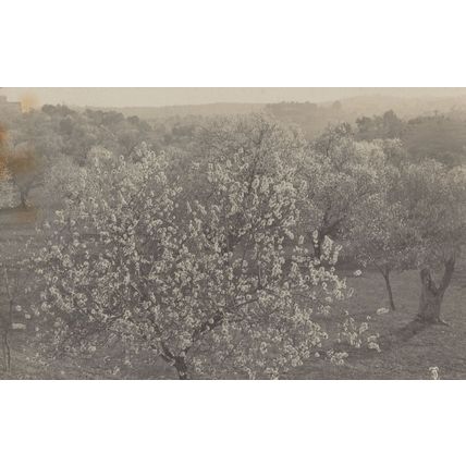 El Almendro Please Check Rare Real Photo Old Spain Postcard