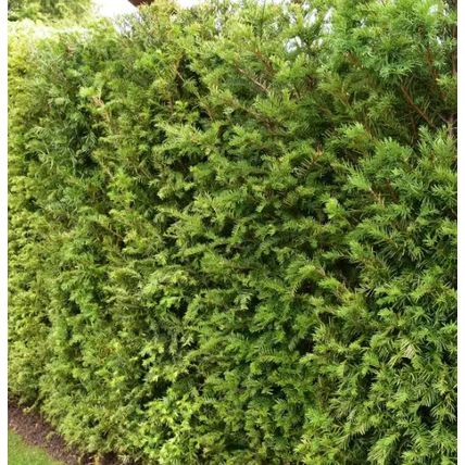 10 YEW TAXUS BACCATA TREE SAPLINGS 10-20CM - BARE ROOTED DUG TO ORDER WOODLAND