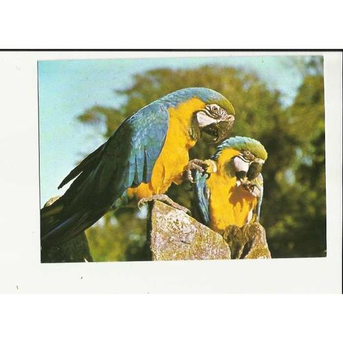 Birds BLUE & GOLD MACAW Postcard by Beric Tempest