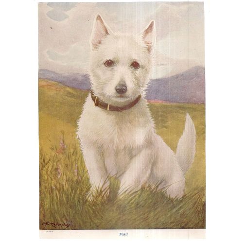 MAC, THE SCOTCH TERRIER illustration by A E Kennedy 285 x 200 mm book plate =