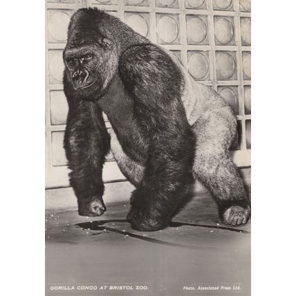 Congo The African Gorilla At Bristol Zoo Old Postcard