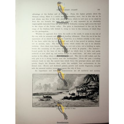 Coffee House, Haifa, Israel (Reverse, Street In Acre), Book Illustration, 1890