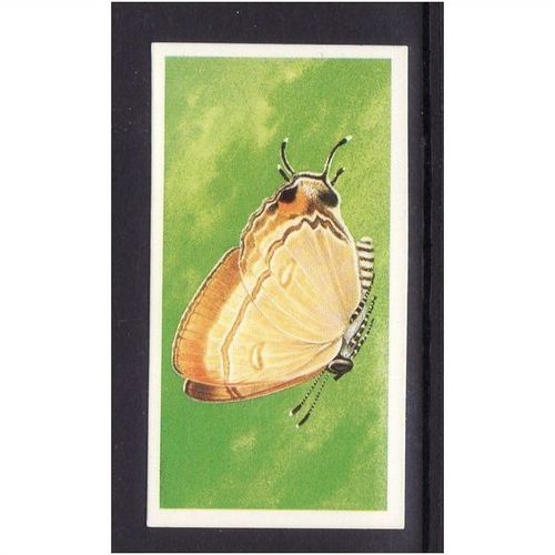 Brook Bond INCREDIBLE CREATURES IN THE AIR FALSE-HEADED BUTTERFLY No 34 Mint