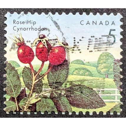STAMP Canada SG1463 1991 5c Berries - Rosehip Used