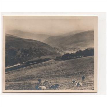 Northumberland, Wooler - The Cheviots, cattle on hillside. Vintage RP snapshot