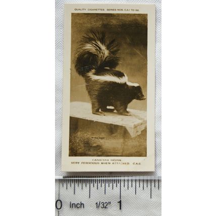 1926 Pattreiouex Real Photos Animals No. CA6 - Canadian Skunk