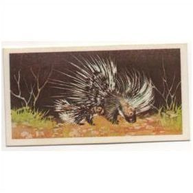1976 Brooke Bond Tea card Wonders of Wildlife No.31 Living Pin-cushion