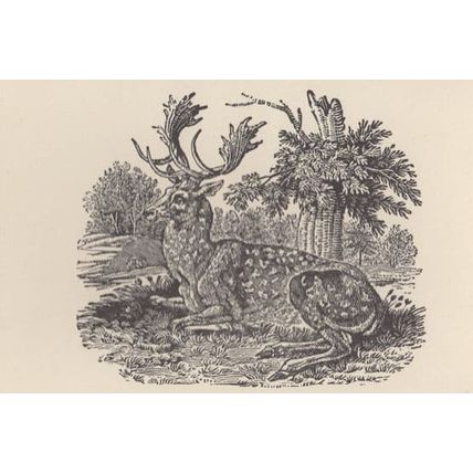 The Bewick Bestiary Diss Norfolk Artist Wood Engraving Drawing Postcard