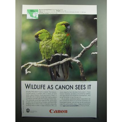 2007 Canon Advertisement - Maroon-fronted Parrot - Wildlife as Canon sees it