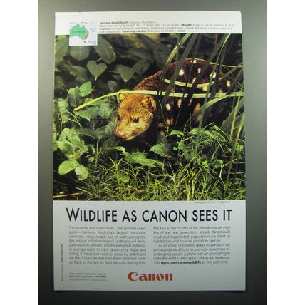 2007 Canon Advertisement - Spotted-Tail Quoll - Wildlife as Canon sees it