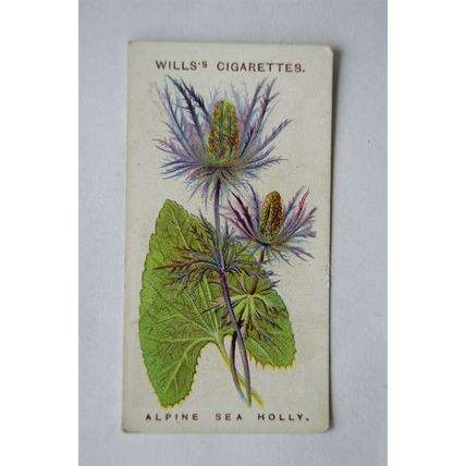 1913 Wills, Alpine Flowers No. 49 Alpine Sea Holly