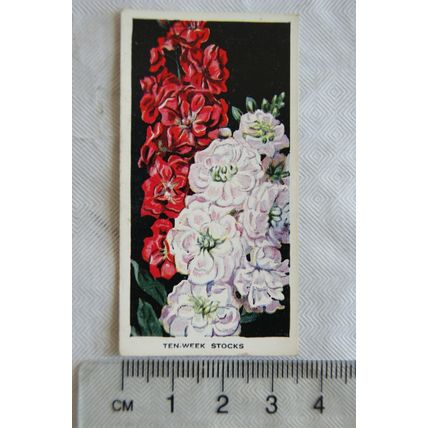 1936 Carreras Flowers No. 46 Ten-week Stocks