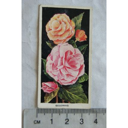 1936 Carreras Flowers No. 47 Begonias