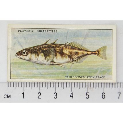 1933 Players Fresh-water Fishes, pink back No. 43 Three-Spinned Stickleback