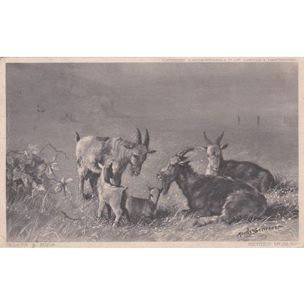 ED 206 GOATS AND KIDS BY MAUD SCRIVENOR. PRINTED POSTCARD