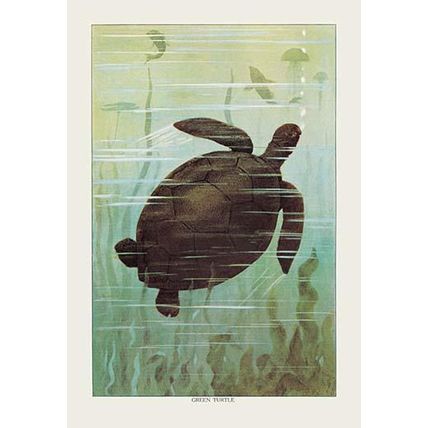 Sea Turtle 20 x 30 Poster