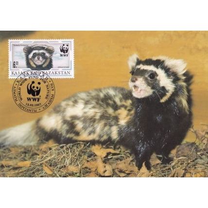 Marbled Polecat Tigeriltis Kazakhstan WWF Stamp FDC Postcard