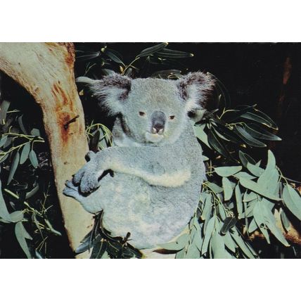 Koala Bear Postcard posted 1973 VGC