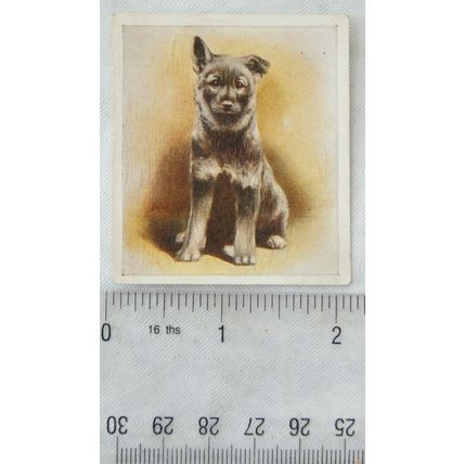 1936 Godfrey Phillips Our Puppies No. 17 The Elkhound