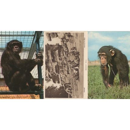 Monkey Hill Chained London Zoo Chimpanzee 3x Postcard s