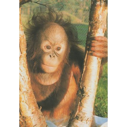 Gordon The Orangutan Monkey Rescue Centre Dorset Postcard