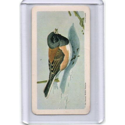 1966 Brooke Bond # 44 Canadian/American Songbird
