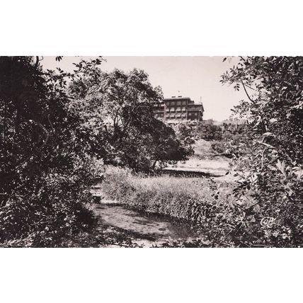 Forest Around Morocco Ifrane Grand Hotel Balima Real Photo Vintage Postcard