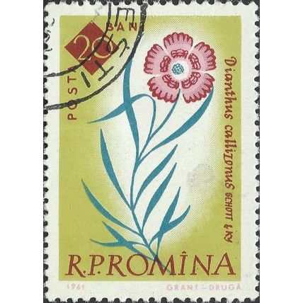 ROMANIA, FLOWER, Dianthus callizonus, light brown 1961, 20bani, #2