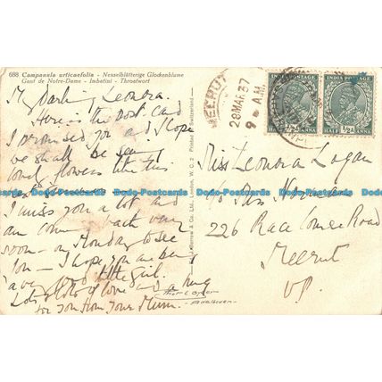 R056473 Throatwort. Gyger. Burrow. 1937