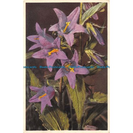 R056473 Throatwort. Gyger. Burrow. 1937
