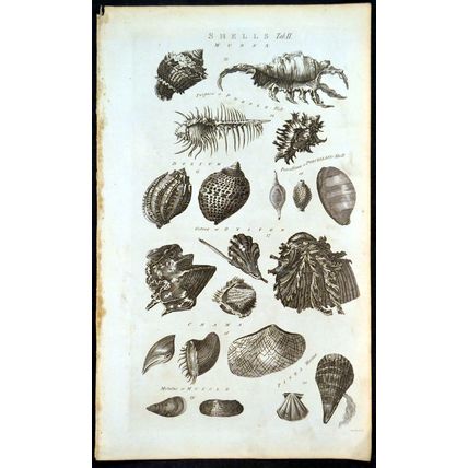 SHELLS 1788 Murex, Purple Fish, Oyster, Porcellain, Conchology ANTIQUE ENGRAVING