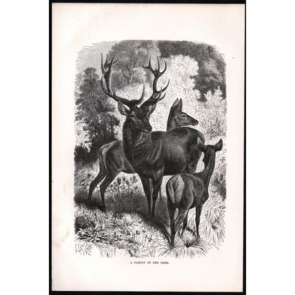 A FAMILY OF RED DEER 1894 Gustav Ludwig Heinrich Mützel VICTORIAN ENGRAVING
