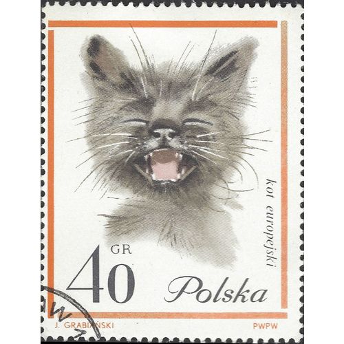 POLAND, CAT, European domestic kitten, brown 1964, 40gr