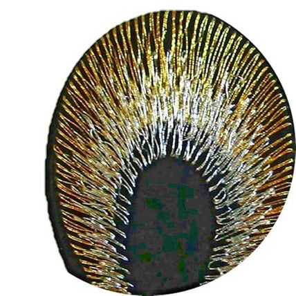 Iron On Patch Peacock Eye Sew Badge Embroidered Badges Gold Silver Patches P221