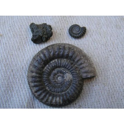 A Group Of Ammonites, One Large