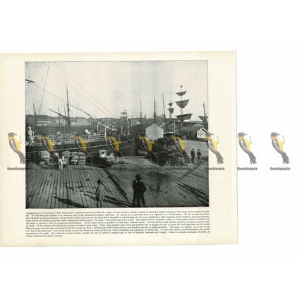 Auckland Harbour, New Zealand, Book Illustration (Print), 1899