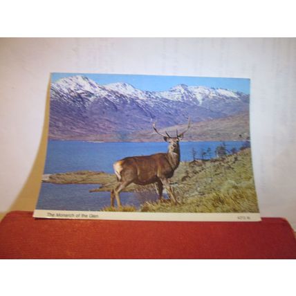 MONARCH OF THE GLEN, Red Deer stag used vintage postcard Hail Caledonia 1983 pm=