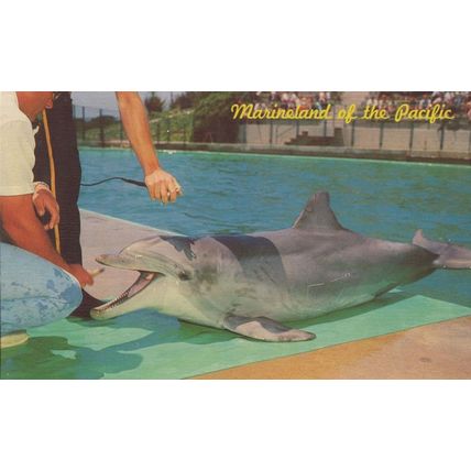 Flipper The Talking Dolphin TV Show at Porpoise Games Rare Postcard