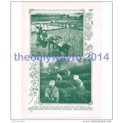 RICE FIELDS, TEA PLANTATION, UJI, JAPAN, BOOK ILLUSTRATION, HARMSWORTH c1907