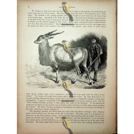 Eland (Water Buck On Reverse), Natural History Book Illustration, 1896