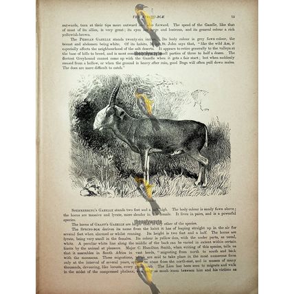 Saiga (Indian Antelope On Reverse), Natural History Book Illustration, 1896