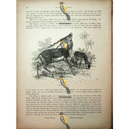 Saiga (Indian Antelope On Reverse), Natural History Book Illustration, 1896