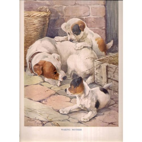 WAKING MOTHER, DOG & PUPS illustration by Albert Kaye 335 x 240 mm book plate